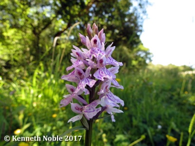 common spotted orchid (Dactylorhiza fuchsii) Kenneth Noble